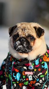 Preview wallpaper pug, snow, winter