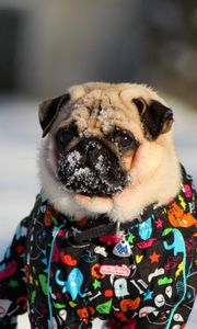 Preview wallpaper pug, snow, winter