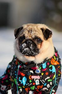 Preview wallpaper pug, snow, winter