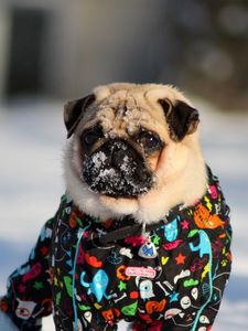 Preview wallpaper pug, snow, winter