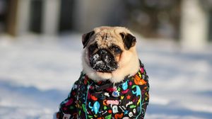 Preview wallpaper pug, snow, winter