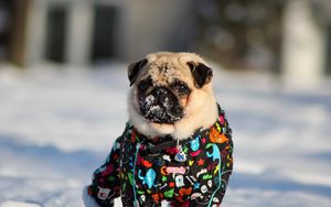 Preview wallpaper pug, snow, winter