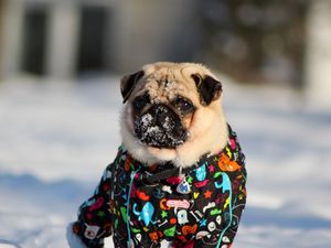 Preview wallpaper pug, snow, winter