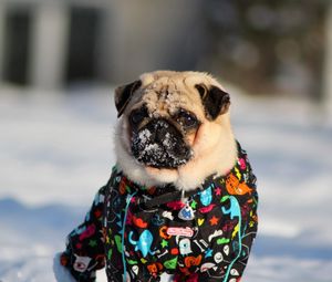 Preview wallpaper pug, snow, winter