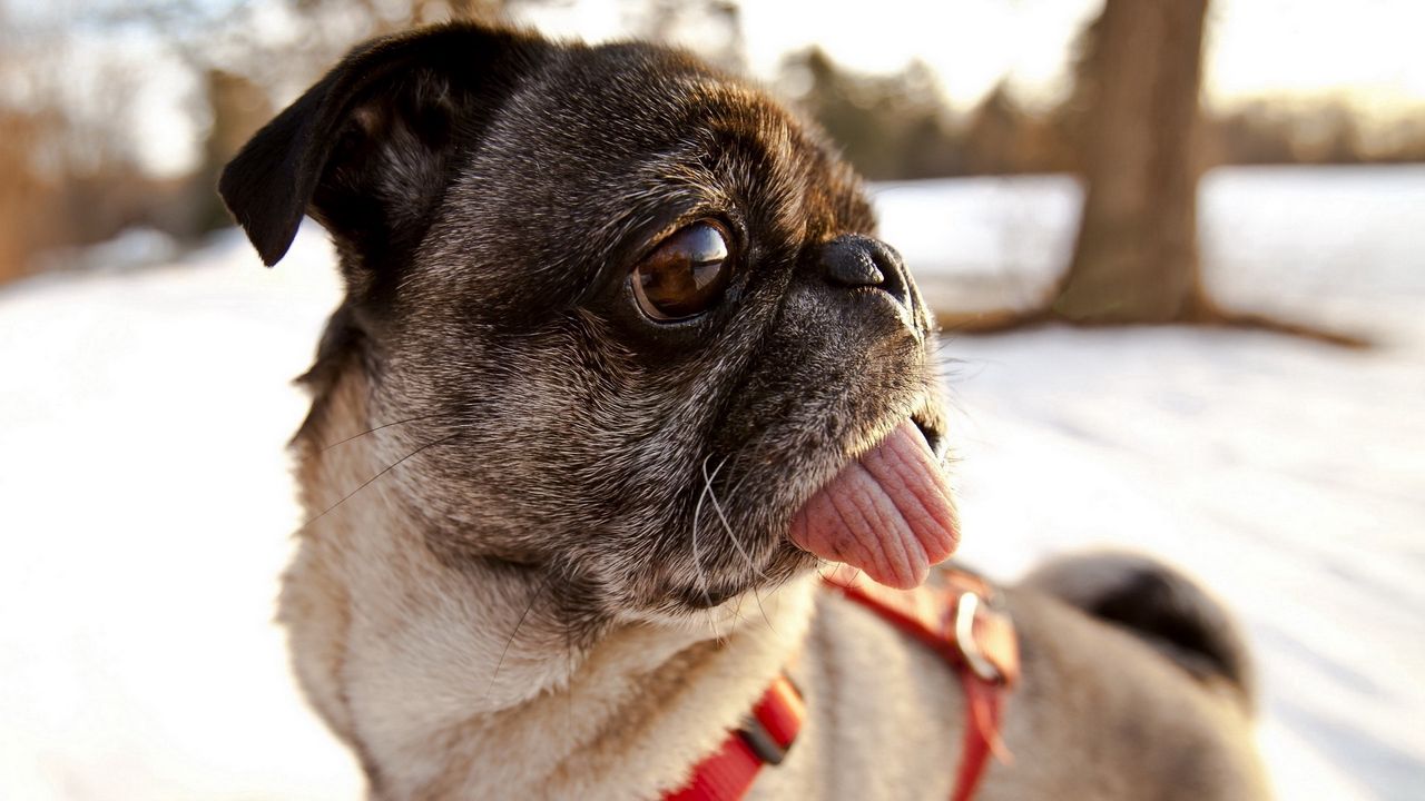 Wallpaper pug, tongue, muzzle, dog
