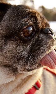 Preview wallpaper pug, tongue, muzzle, dog