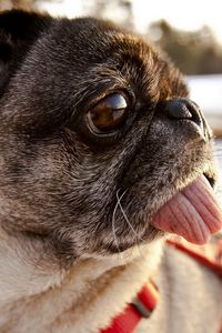 Preview wallpaper pug, tongue, muzzle, dog