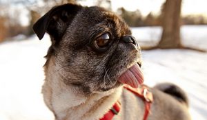 Preview wallpaper pug, tongue, muzzle, dog