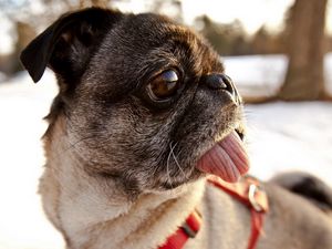 Preview wallpaper pug, tongue, muzzle, dog