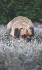 Preview wallpaper puggle, dog, pet, grass