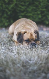 Preview wallpaper puggle, dog, pet, grass