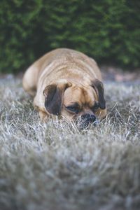 Preview wallpaper puggle, dog, pet, grass