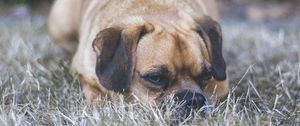 Preview wallpaper puggle, dog, pet, grass