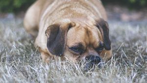 Preview wallpaper puggle, dog, pet, grass