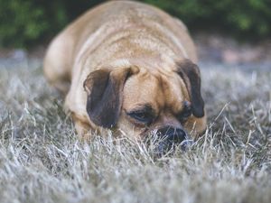 Preview wallpaper puggle, dog, pet, grass