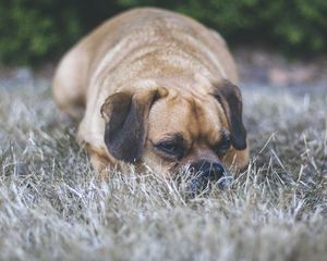 Preview wallpaper puggle, dog, pet, grass