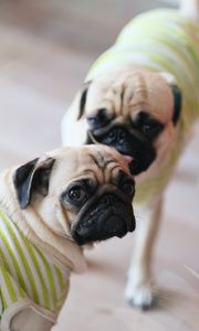 Preview wallpaper pugs, dogs, animals, pets