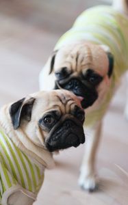 Preview wallpaper pugs, dogs, animals, pets