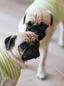 Preview wallpaper pugs, dogs, animals, pets