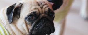 Preview wallpaper pugs, dogs, animals, pets