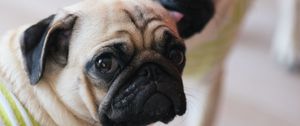 Preview wallpaper pugs, dogs, animals, pets