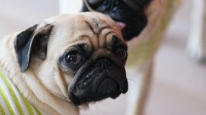 Preview wallpaper pugs, dogs, animals, pets