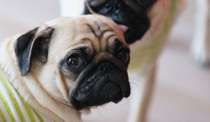 Preview wallpaper pugs, dogs, animals, pets