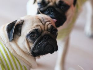 Preview wallpaper pugs, dogs, animals, pets