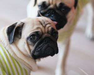 Preview wallpaper pugs, dogs, animals, pets