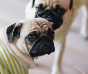 Preview wallpaper pugs, dogs, animals, pets