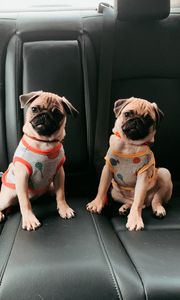 Preview wallpaper pugs, dogs, animals, pets, cute, funny