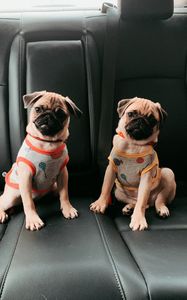 Preview wallpaper pugs, dogs, animals, pets, cute, funny