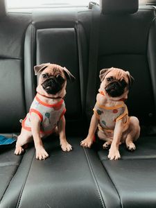 Preview wallpaper pugs, dogs, animals, pets, cute, funny