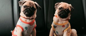 Preview wallpaper pugs, dogs, animals, pets, cute, funny