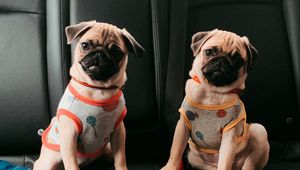 Preview wallpaper pugs, dogs, animals, pets, cute, funny