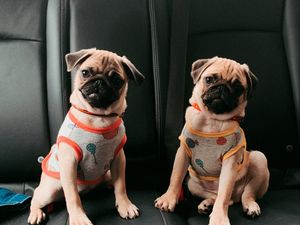 Preview wallpaper pugs, dogs, animals, pets, cute, funny