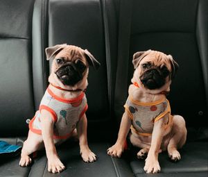 Preview wallpaper pugs, dogs, animals, pets, cute, funny