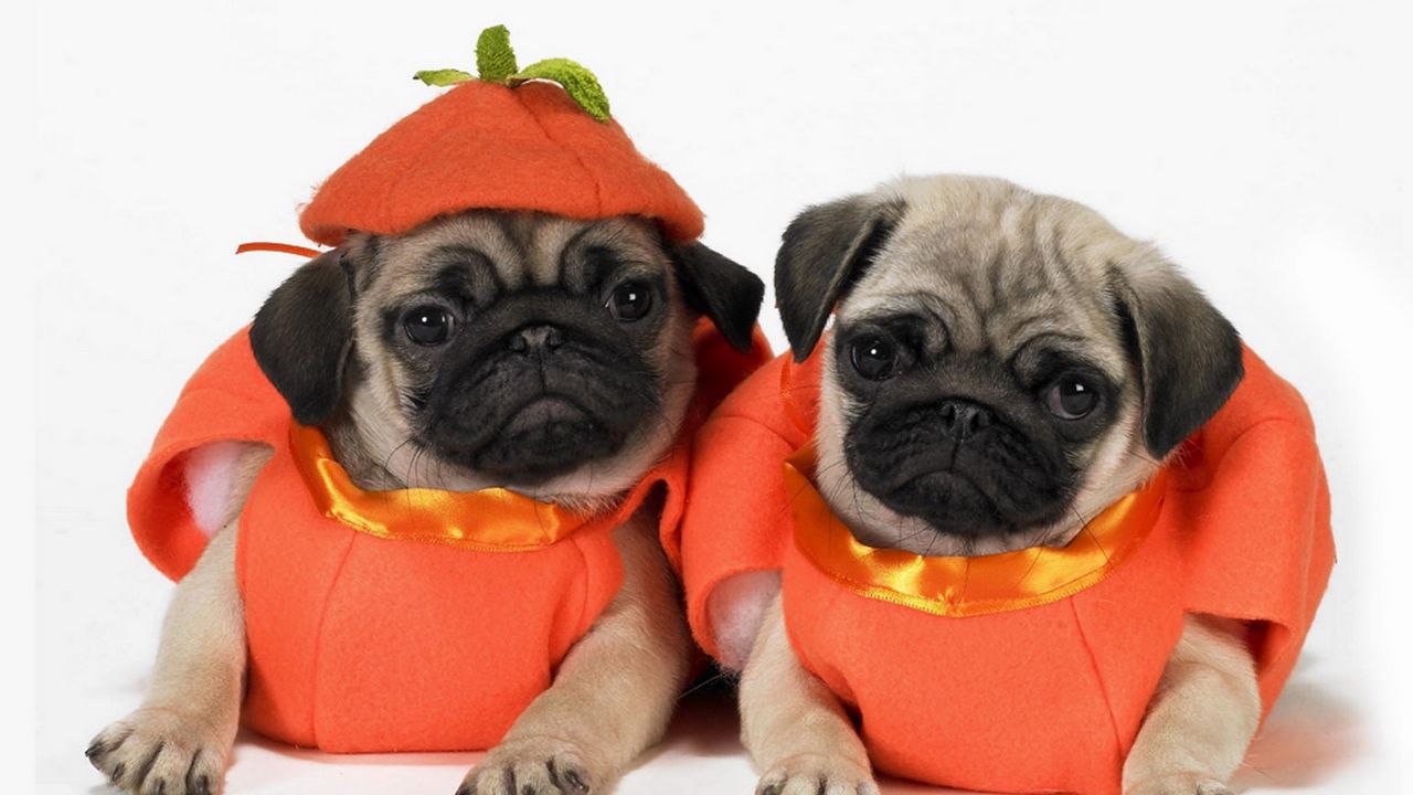 Wallpaper pugs, dogs, puppies, costumes