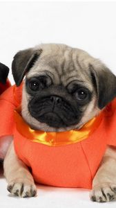 Preview wallpaper pugs, dogs, puppies, costumes