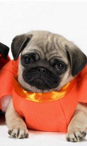 Preview wallpaper pugs, dogs, puppies, costumes