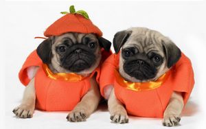 Preview wallpaper pugs, dogs, puppies, costumes