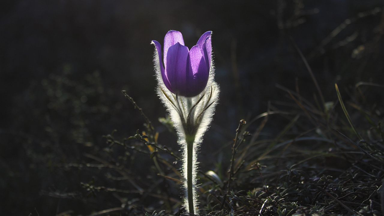 Wallpaper pulsatilla, flower, buttercup, shine