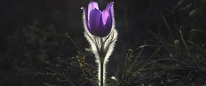 Preview wallpaper pulsatilla, flower, buttercup, shine