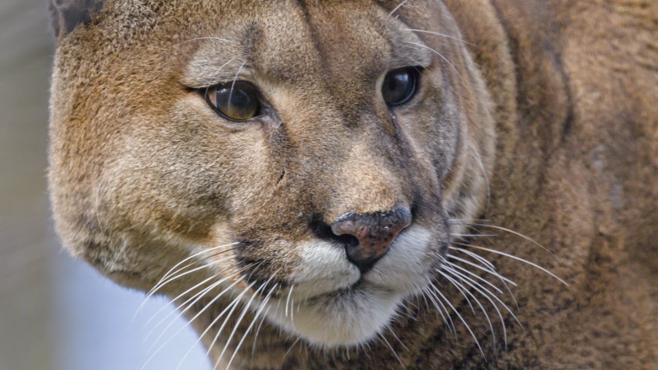 Wallpaper puma, animal, glance, big cat