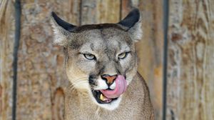 Preview wallpaper puma, big cat, tongue protruding, predator