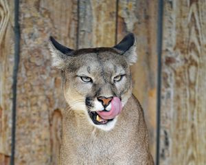 Preview wallpaper puma, big cat, tongue protruding, predator