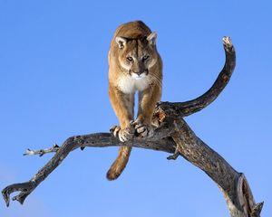 Preview wallpaper puma, branch, sky, predators, big cat