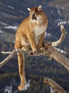 Preview wallpaper puma, branches, mountains, grass, sitting, big cat