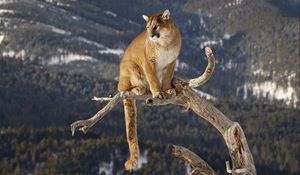 Preview wallpaper puma, branches, mountains, grass, sitting, big cat