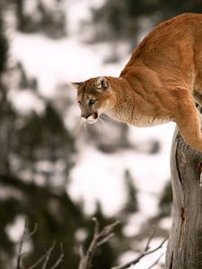 Preview wallpaper puma, branches, tree, blurred background, jump